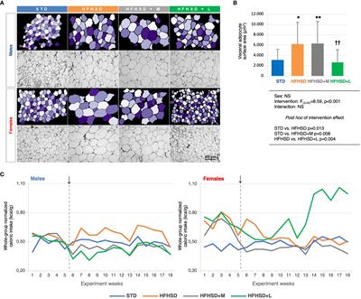 Elderly rats fed with a high-fat high-sucrose diet developed sex-dependent metabolic syndrome regardless of long-term metformin and liraglutide treatment